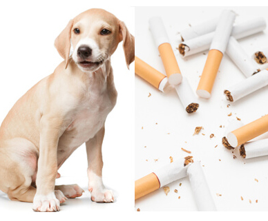 犬とタバコ